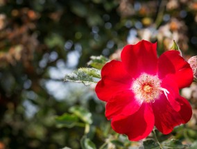 橘色花卉壁纸下的梦幻生活——花卉园租房软件体验橘色花盆适合栽什么花